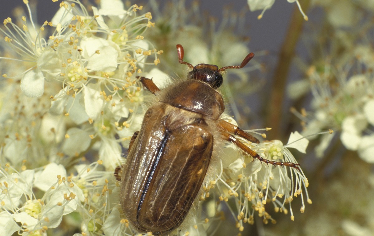 Amphimallon Solstitialis European Chafer